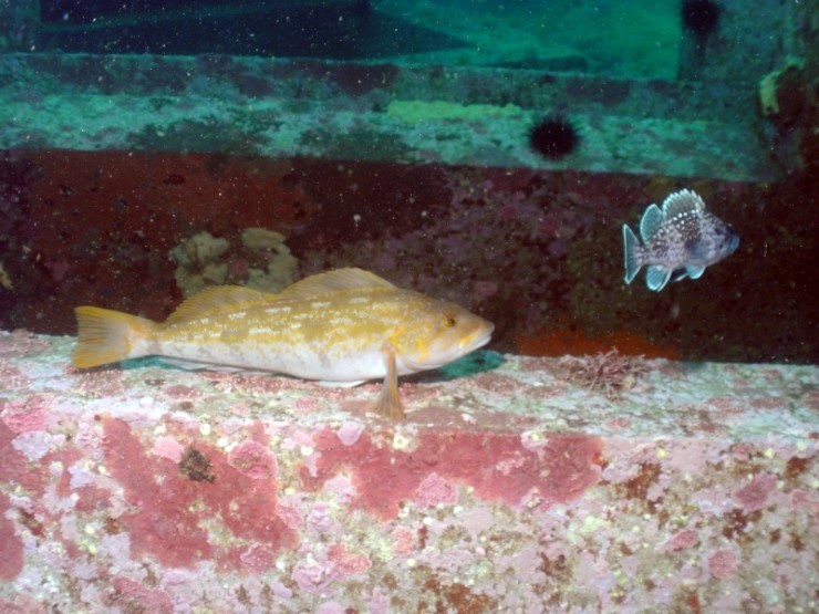 Fun Diving - Yangyang Kangwondo, South Korea - Fusion