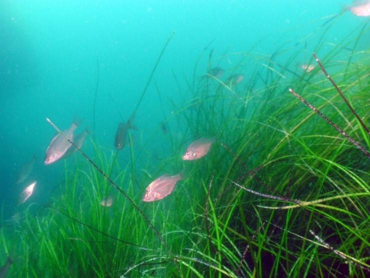 펀다이빙 - 강원도 양양 38마린리조트 - 아취