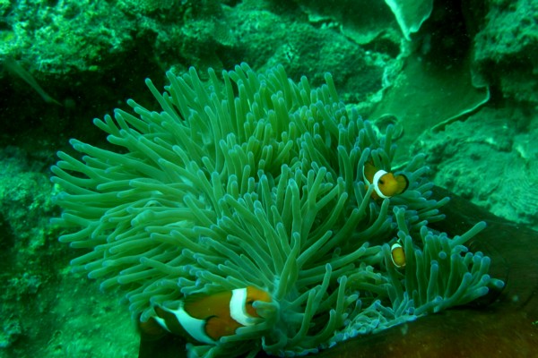 ご褒美ダイブ - フィリピン　レメリー - class room