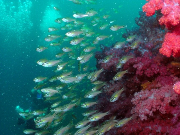 Fun Diving - Jeju island, South Korea - Moon Island