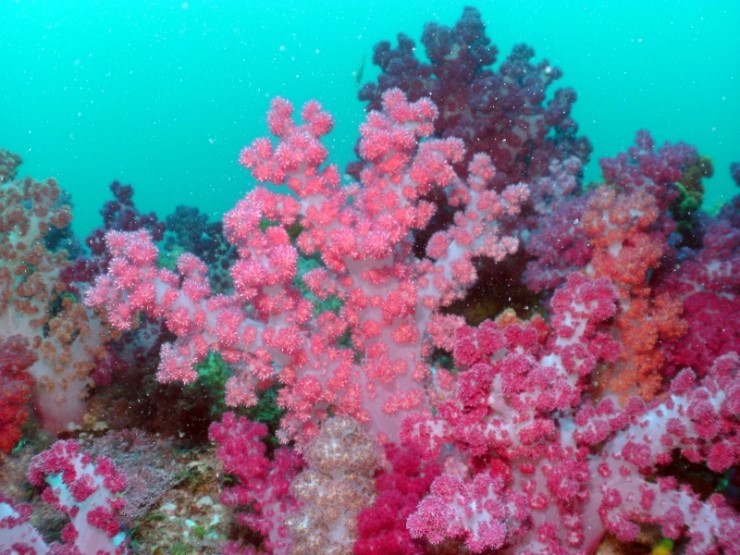 Fun Diving - Jeju island, South Korea - Moon Island