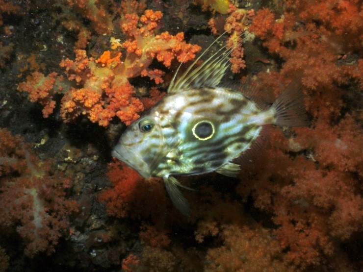 Fun Diving - Jeju island, South Korea - Moon Island