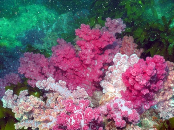 Fun Diving - Jeju island, South Korea - Moon Island