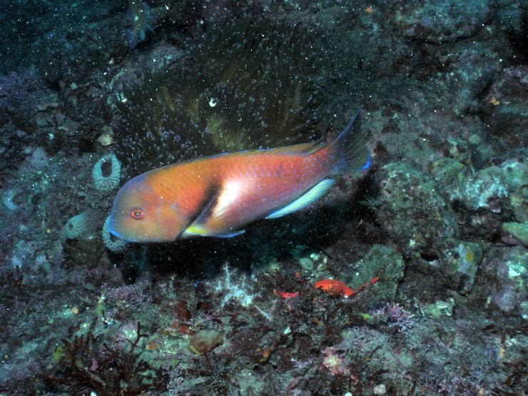Fun Diving - Jeju island, South Korea - Moon Island