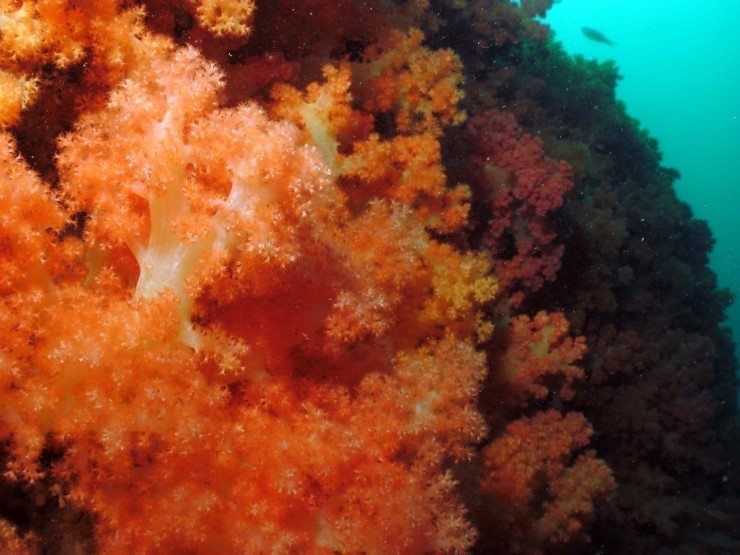 Fun Diving - Jeju island, South Korea - Moon Island