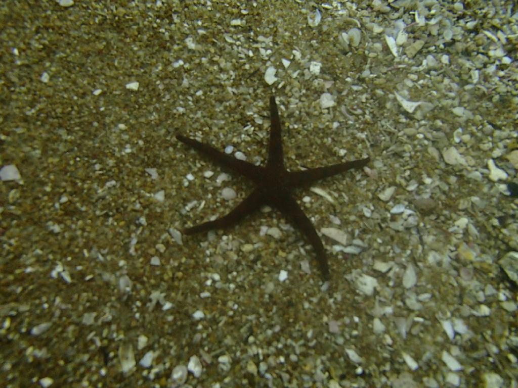 딥 렉  - 사천 - 난파선