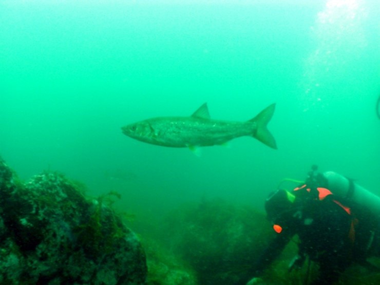 펀다이빙 - 강원도 양양 38마린리조트 - 모자반