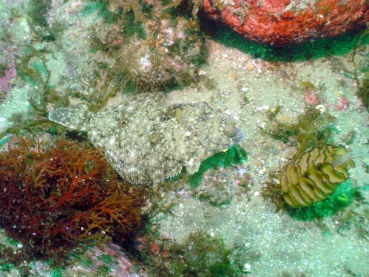 펀다이빙 - 강원도 양양 38마린리조트 - 모자반