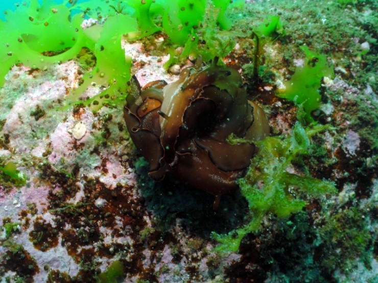 펀다이빙 - 강원도 양양 38마린리조트 - 모자반