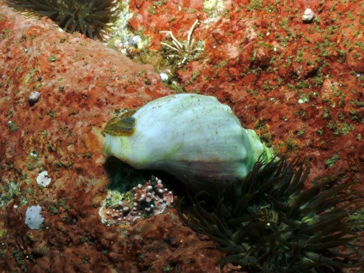 펀다이빙 - 강원도 양양 38마린리조트 - 아취