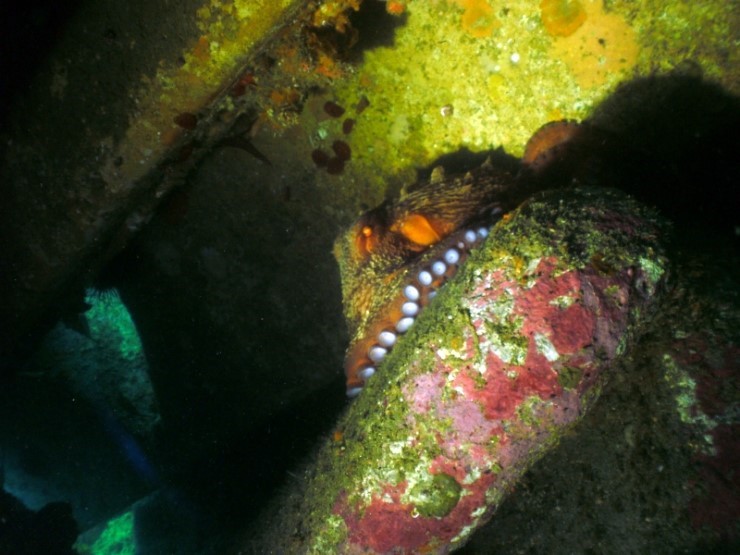 펀다이빙 - 강원도 양양 38마린리조트 - 모자반