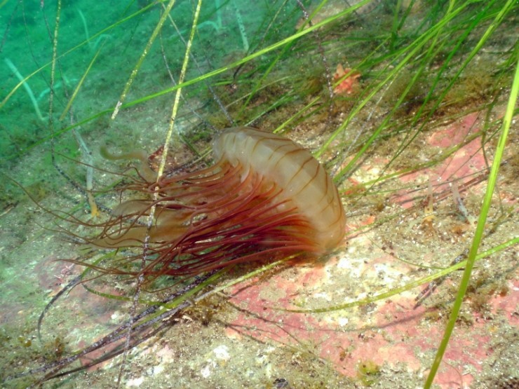 펀다이빙 - 강원도 양양 38마린리조트 - 아취