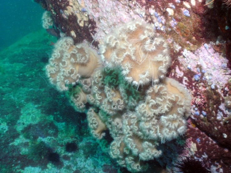 펀다이빙 - 강원도 양양 38마린리조트 - 아취