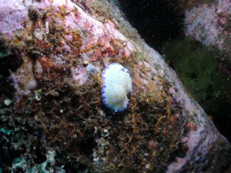 펀다이빙 - 강원도 양양 38마린리조트 - 아취