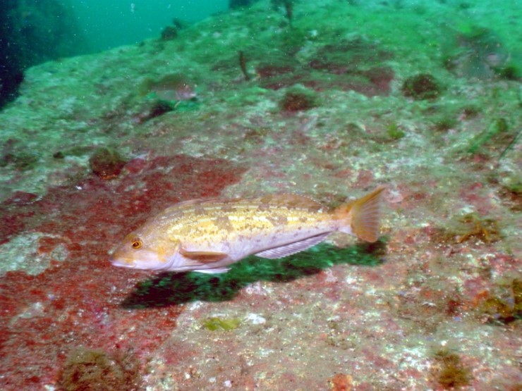 펀다이빙 - 강원도 양양 38마린리조트 - 아취