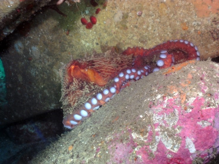 펀다이빙 - 강원도 양양 38마린리조트 - 모자반