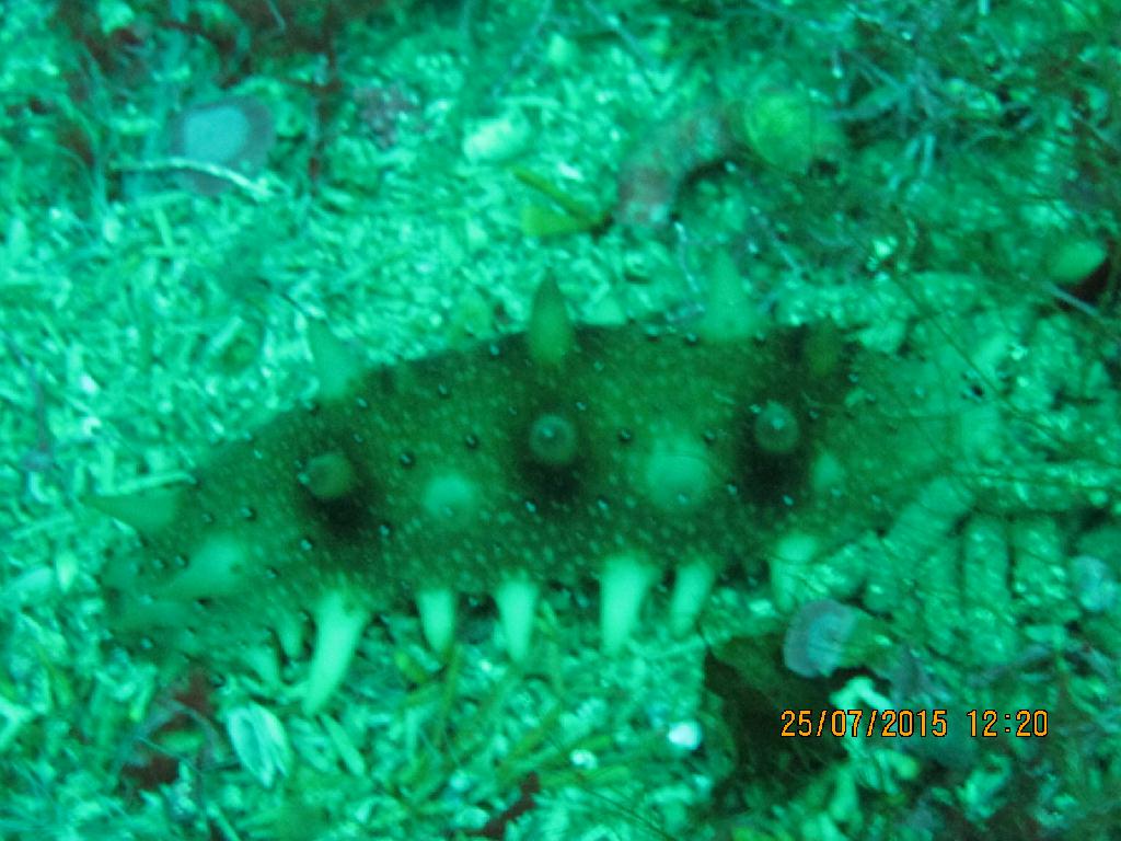 영금정 The scuba - 앞등대