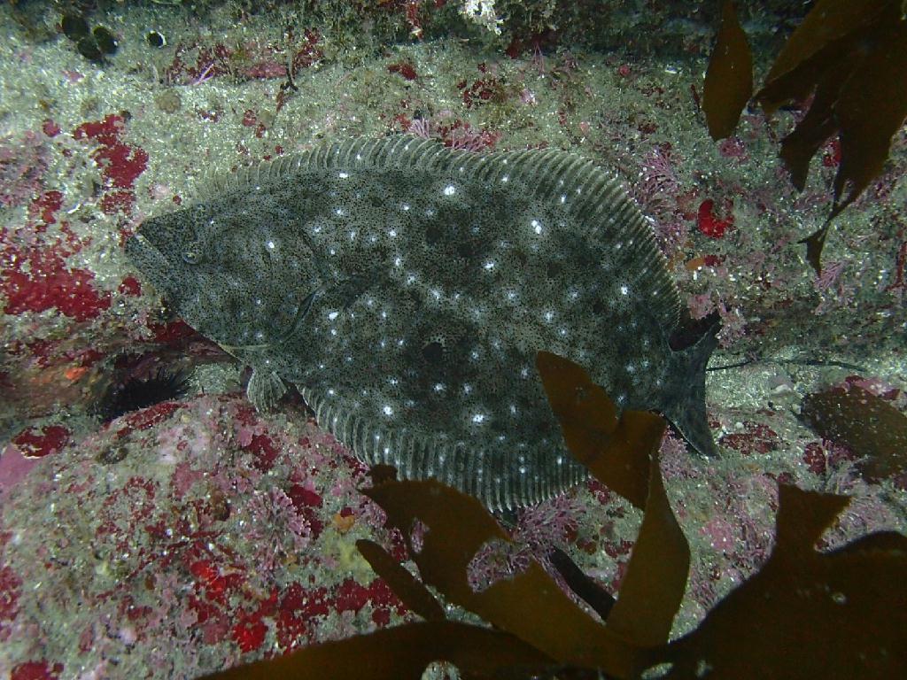 새끼섬 에서 본섬 쪽으로 - 제주 오렌지 - 문섬 새끼섬