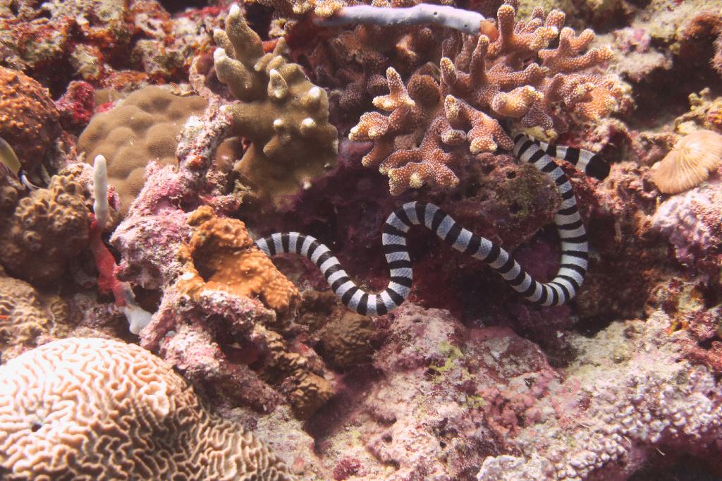 펀다이빙 - 모알보알 - pescador