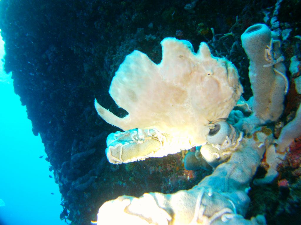 펀다이빙 - 모알보알 - pescador