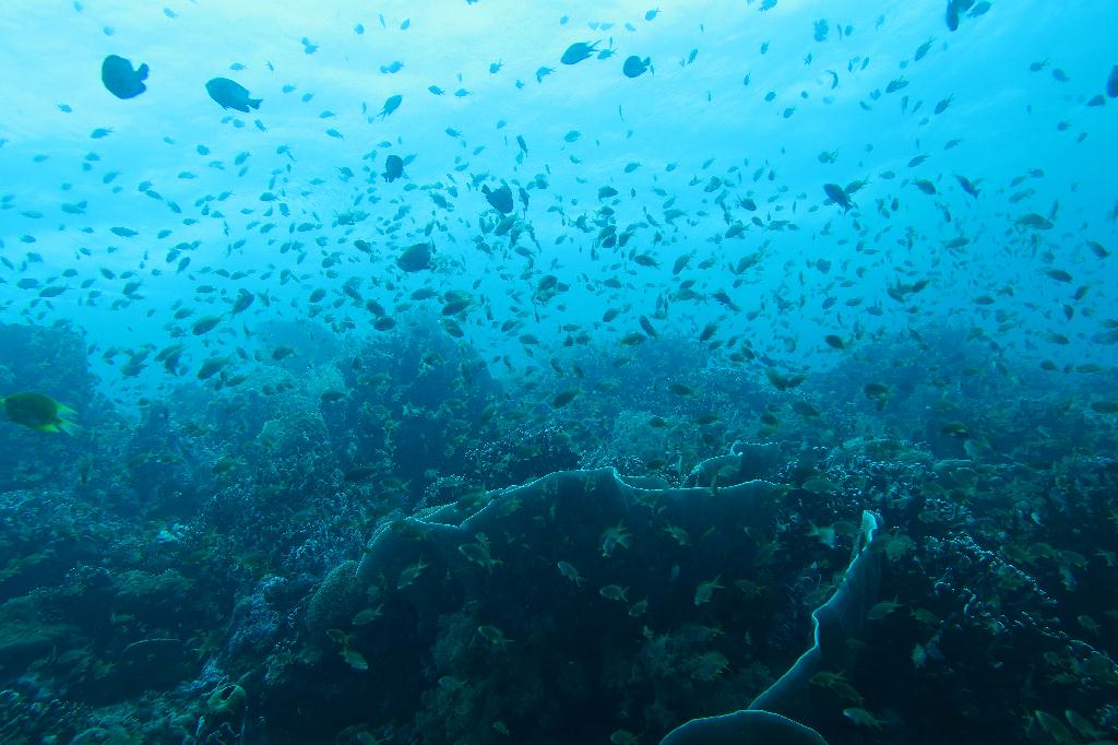 펀다이빙 - 모알보알 - pescador