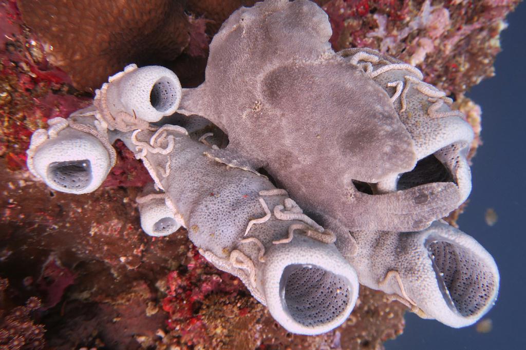 펀다이빙 - 모알보알 - pescador