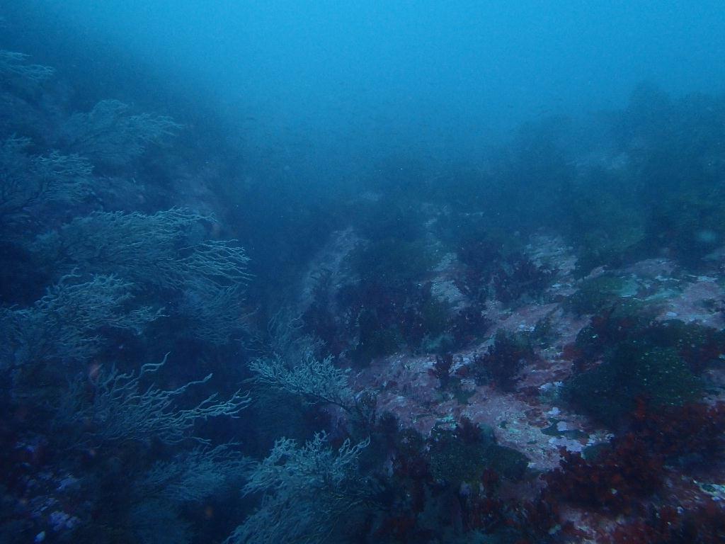 펀다이빙 - 강원도 고성 청간정 리조트 - 산호공원