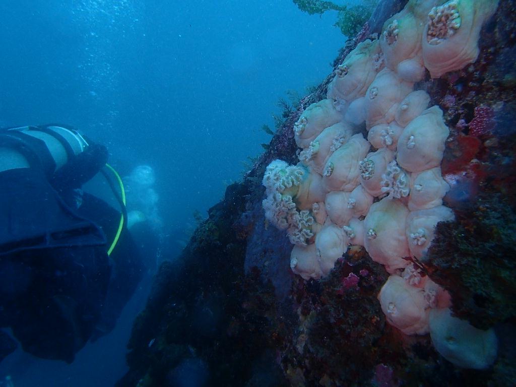 펀다이빙 - 강원도 고성 청간정 리조트 - 산호공원