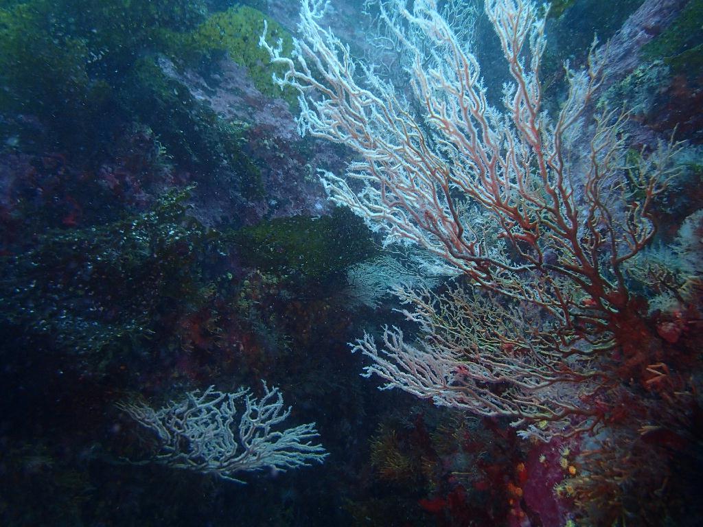 펀다이빙 - 강원도 고성 청간정 리조트 - 산호공원