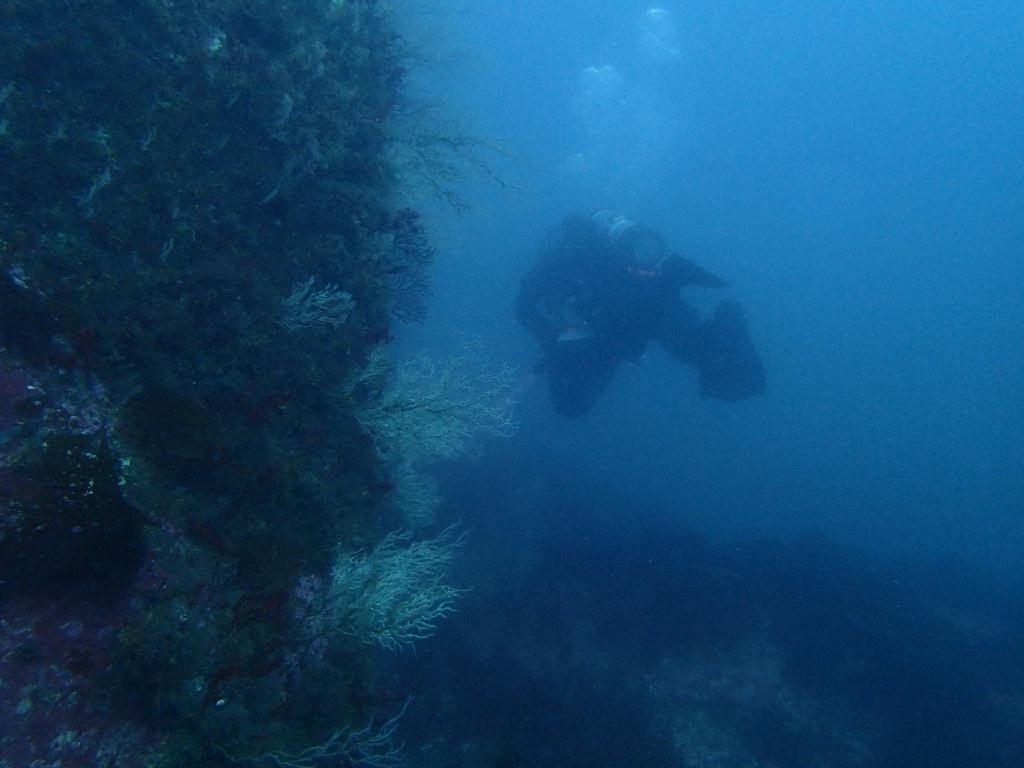 펀다이빙 - 강원도 고성 청간정 리조트 - 산호공원