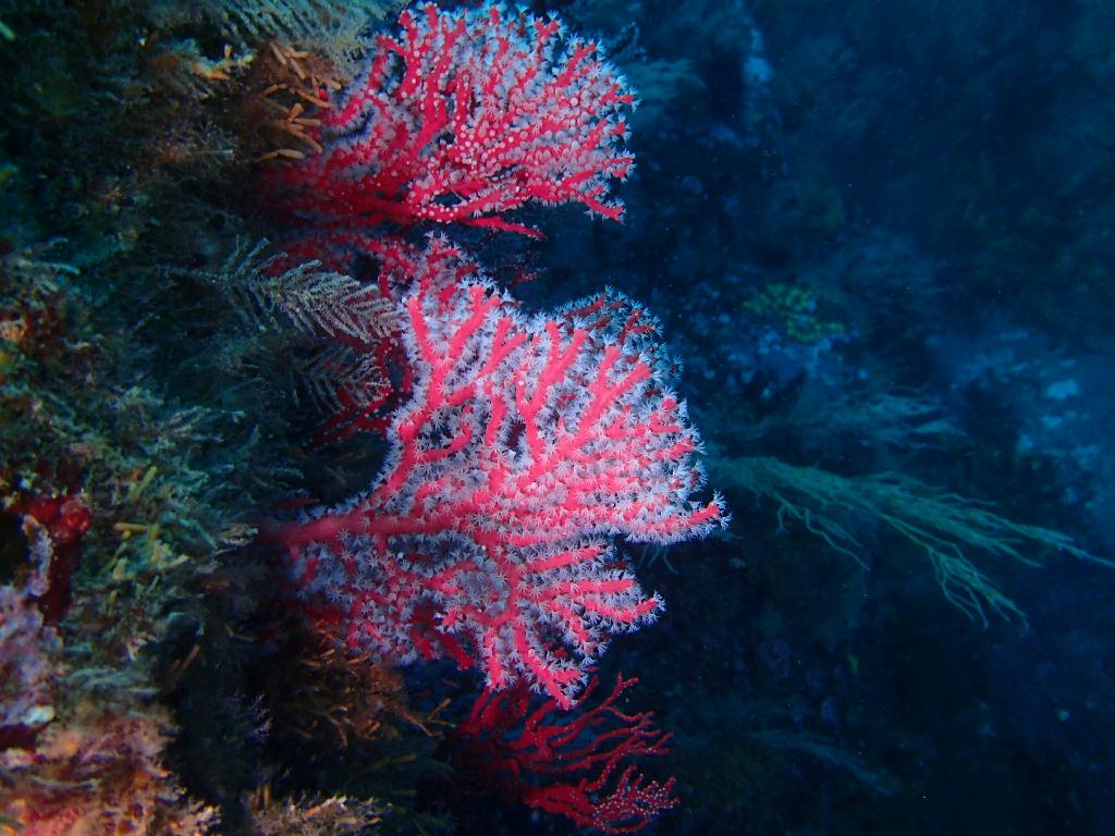 펀다이빙 - 강원도 고성 청간정 리조트 - 산호공원