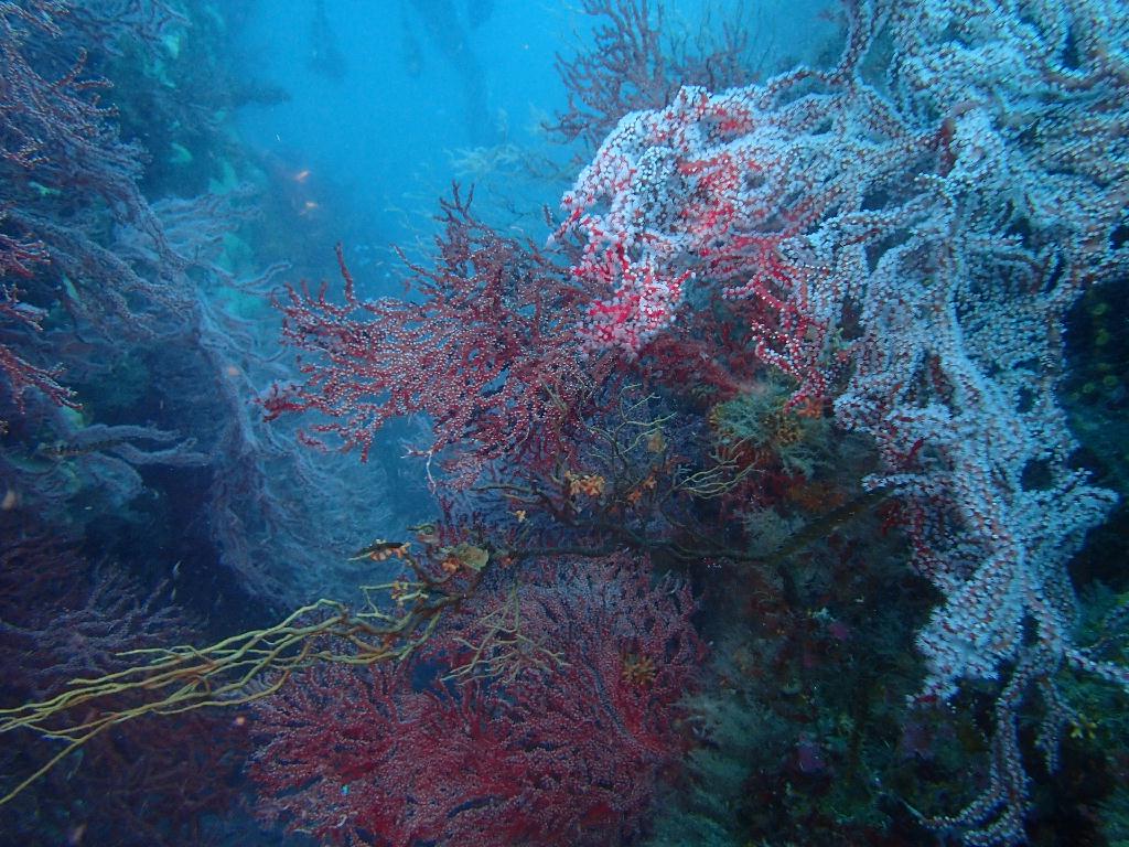 펀다이빙 - 강원도 고성 청간정 리조트 - 산호공원