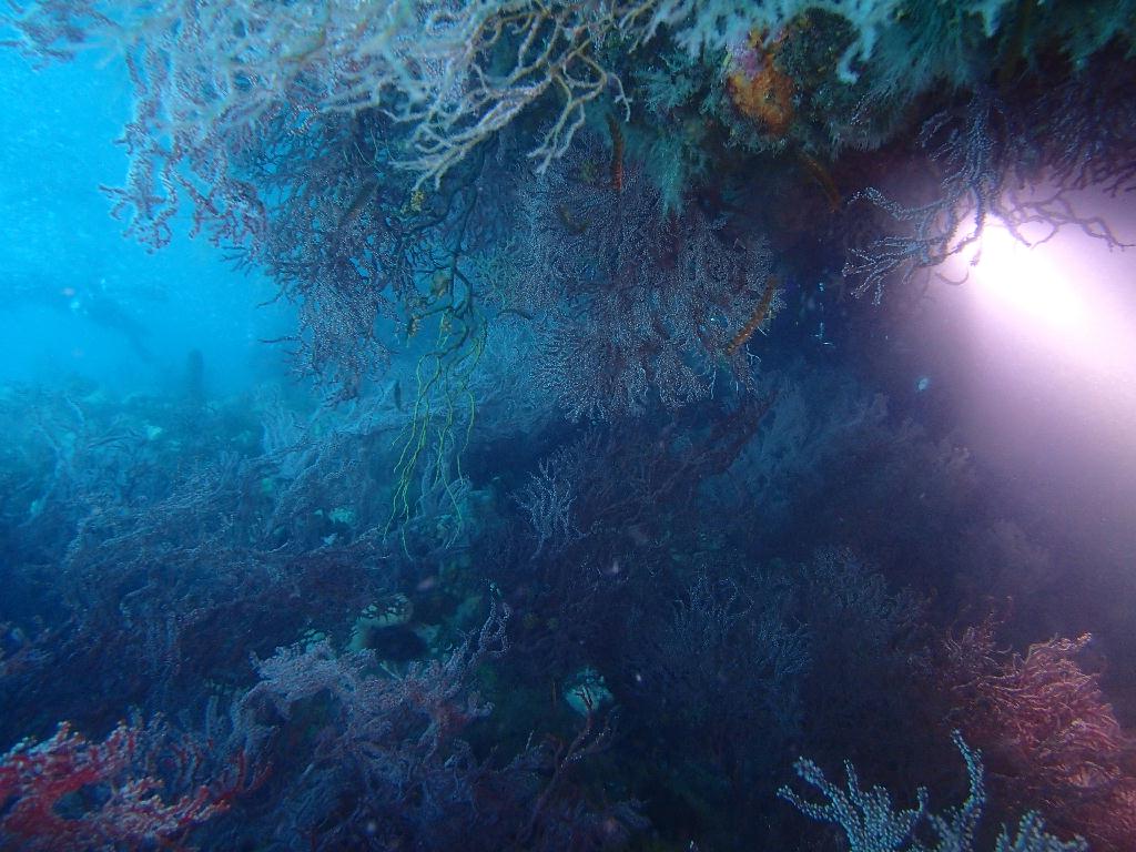 펀다이빙 - 강원도 고성 청간정 리조트 - 산호공원