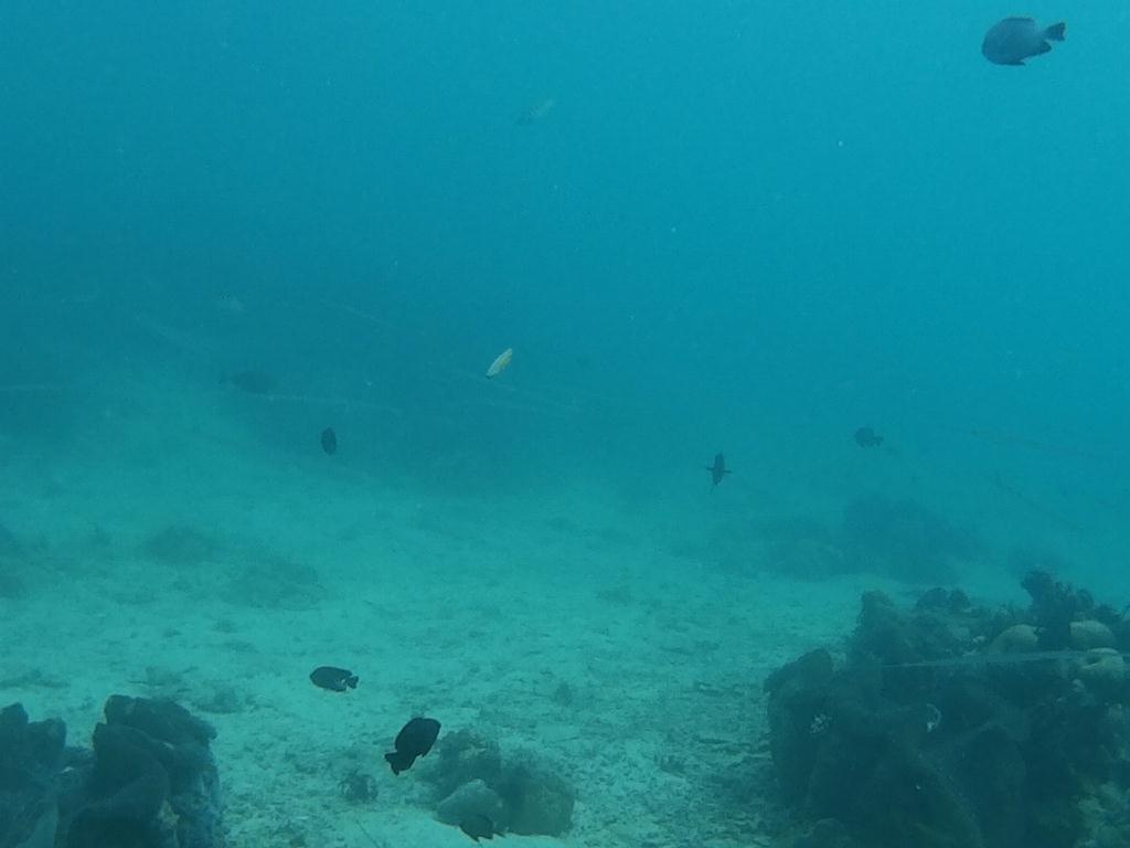 사방비치 아우라리조트 - Giant Clam