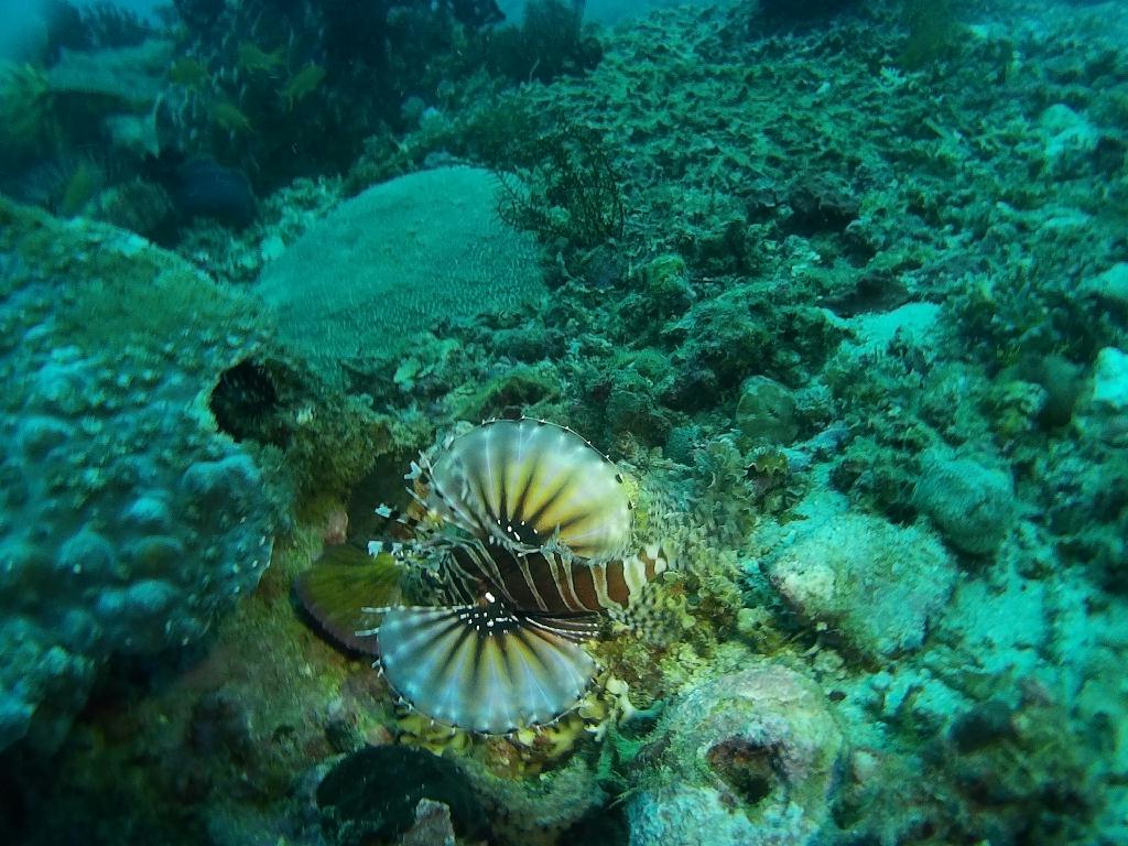 사방비치 아우라리조트 - Ernie