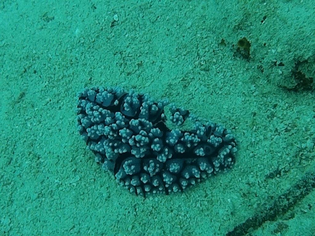 사방비치 아우라리조트 - Giant Clam