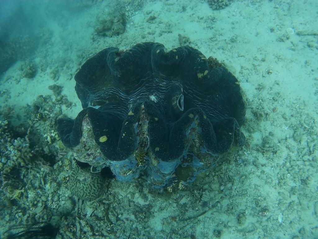 사방비치 아우라리조트 - Giant Clam