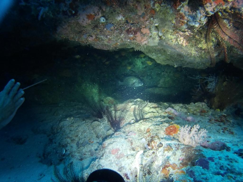 사방비치 아우라리조트 - Ernie