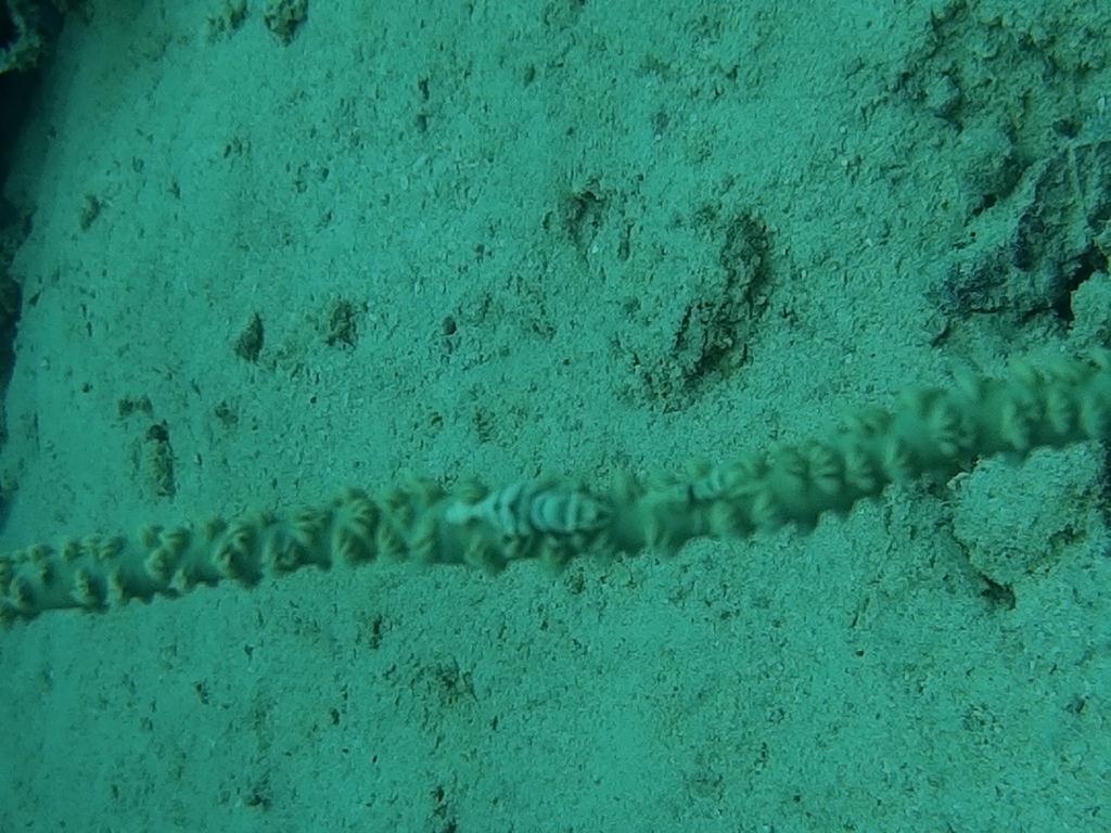 사방비치 아우라리조트 - Giant Clam