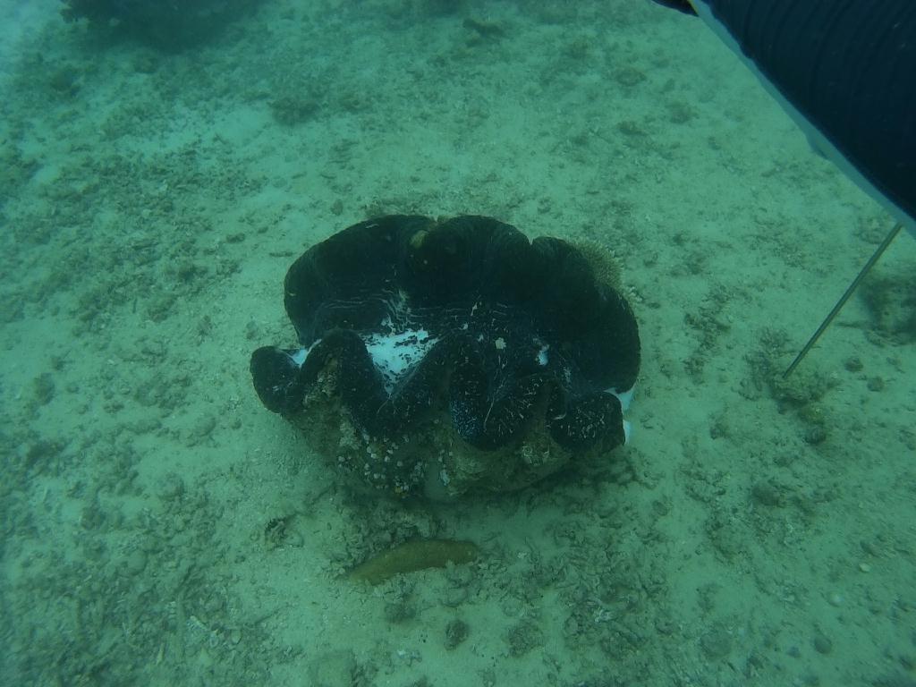 사방비치 아우라리조트 - Giant Clam