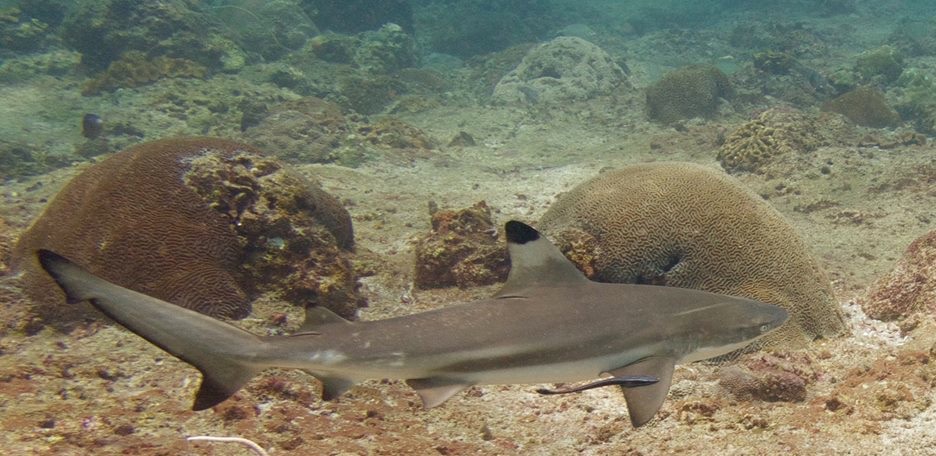멀티레벨과 컴퓨터 다이빙 - Puket - Palong Wall (Phi Phi)