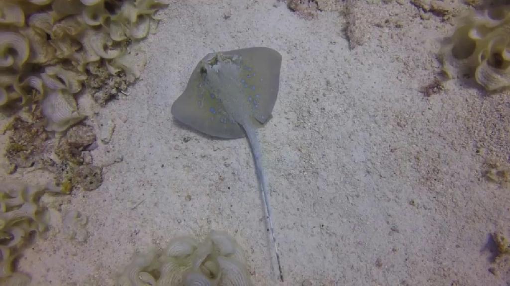 멀티레벨과 컴퓨터 다이빙 - Puket - Palong Wall (Phi Phi)