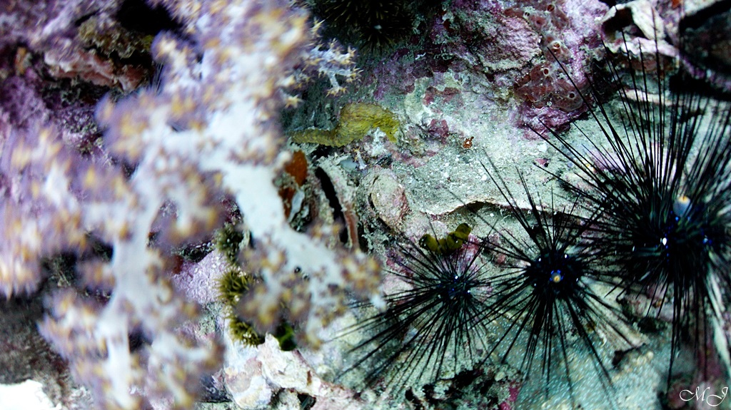 어류식별 - Phuket - Anemone Reef
