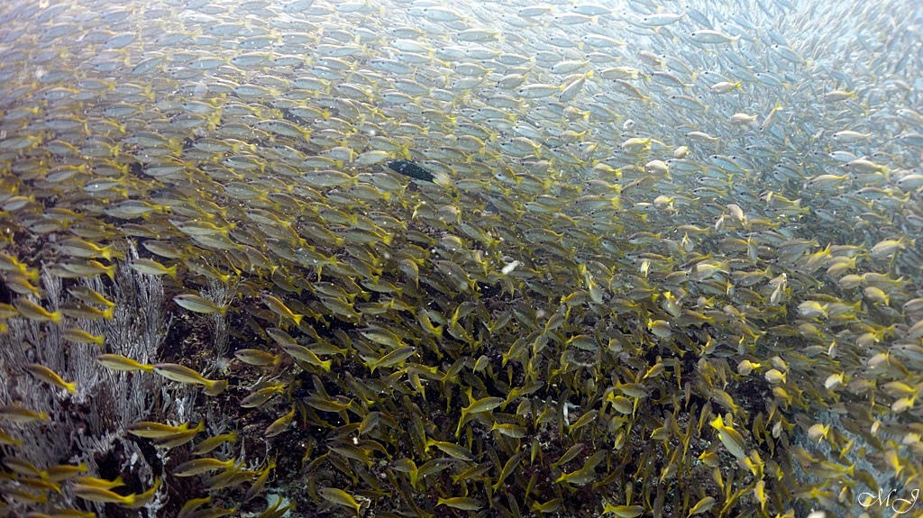 어류식별 - Phuket - Anemone Reef
