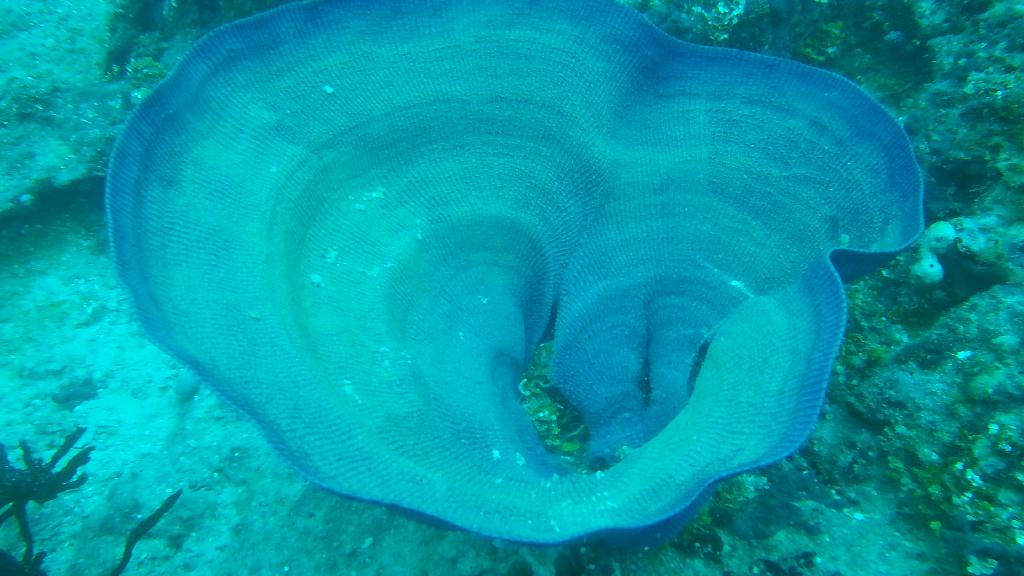 웨스턴 숄즈 스쿠버 다이빙 - Guam - Western shoals