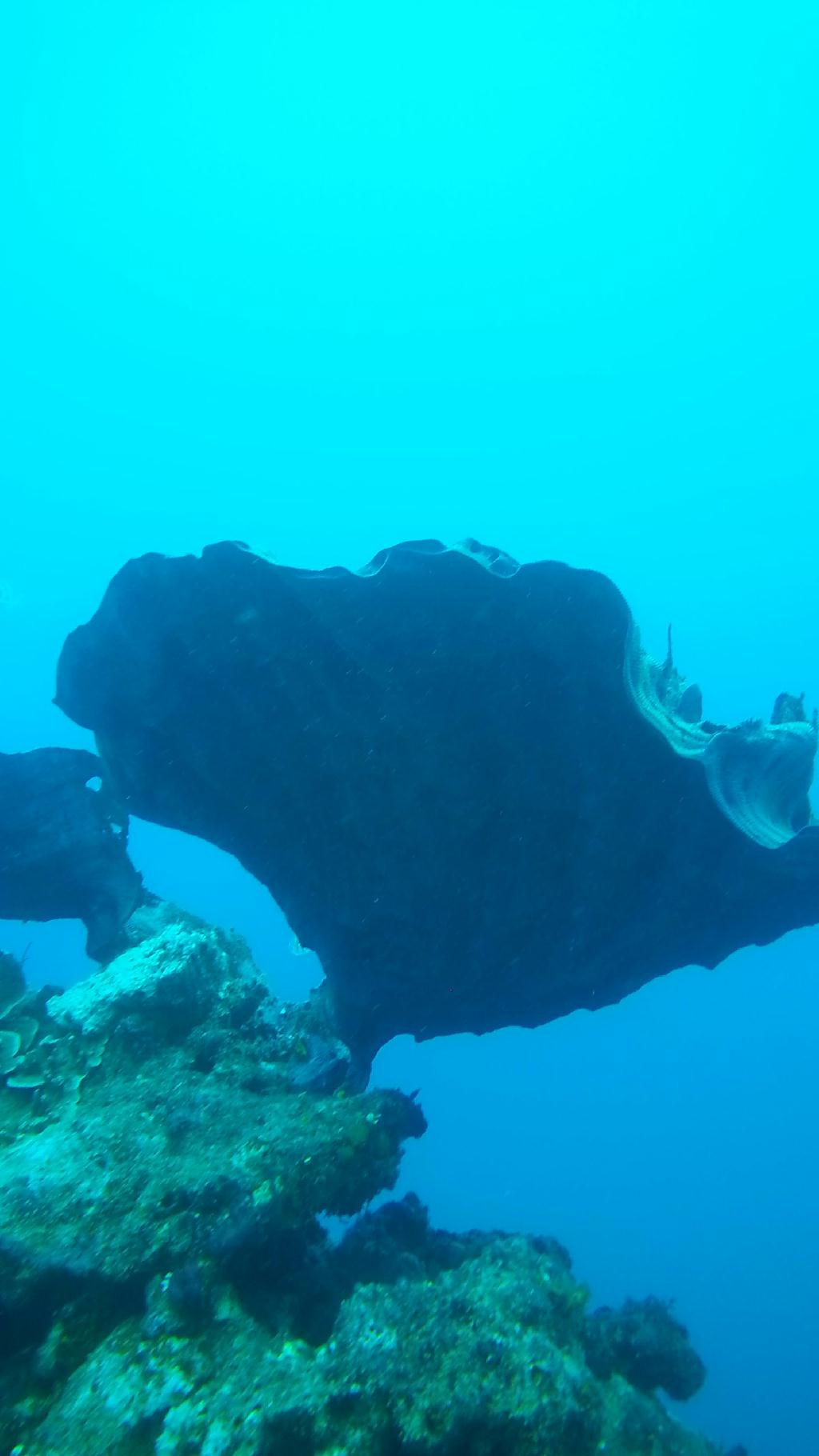 웨스턴 숄즈 스쿠버 다이빙 - Guam - Western shoals