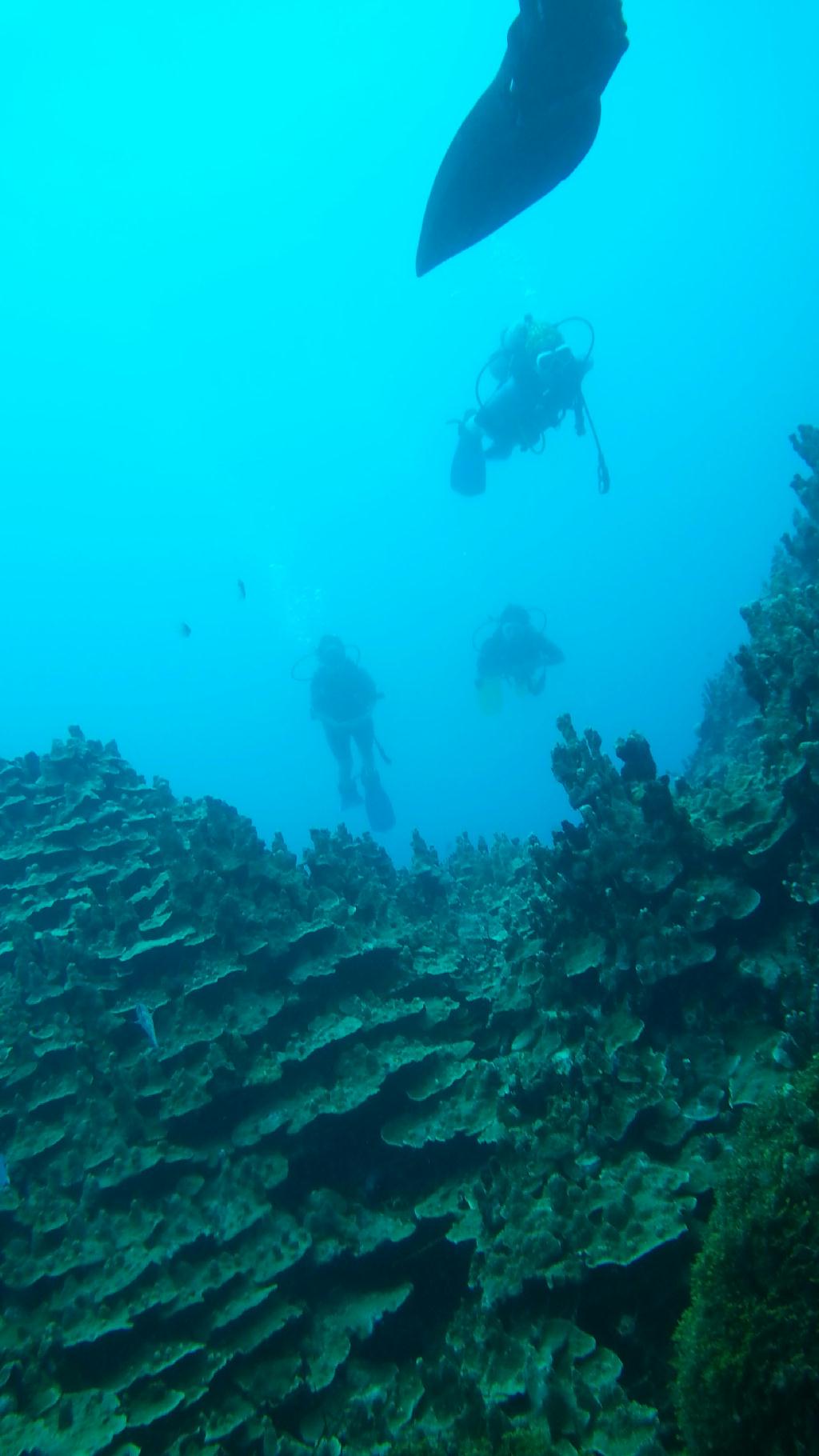 웨스턴 숄즈 스쿠버 다이빙 - Guam - Western shoals