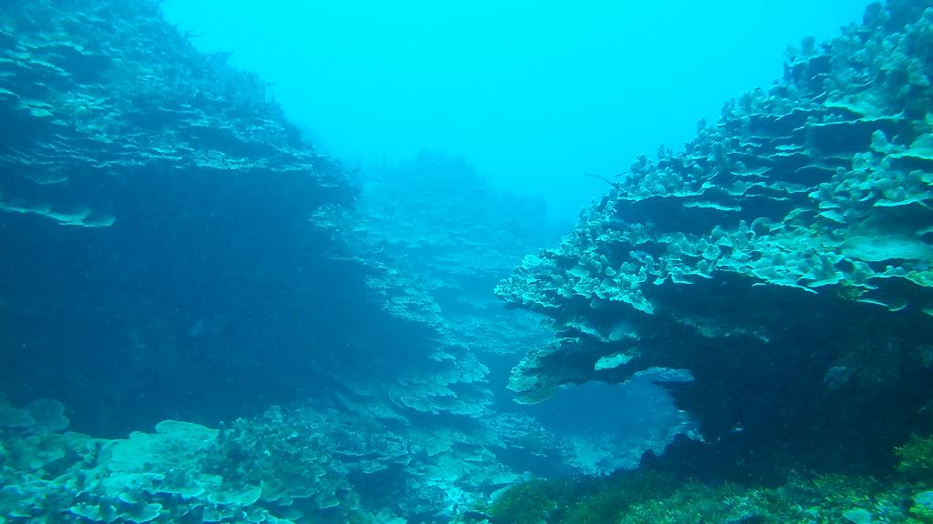 웨스턴 숄즈 스쿠버 다이빙 - Guam - Western shoals