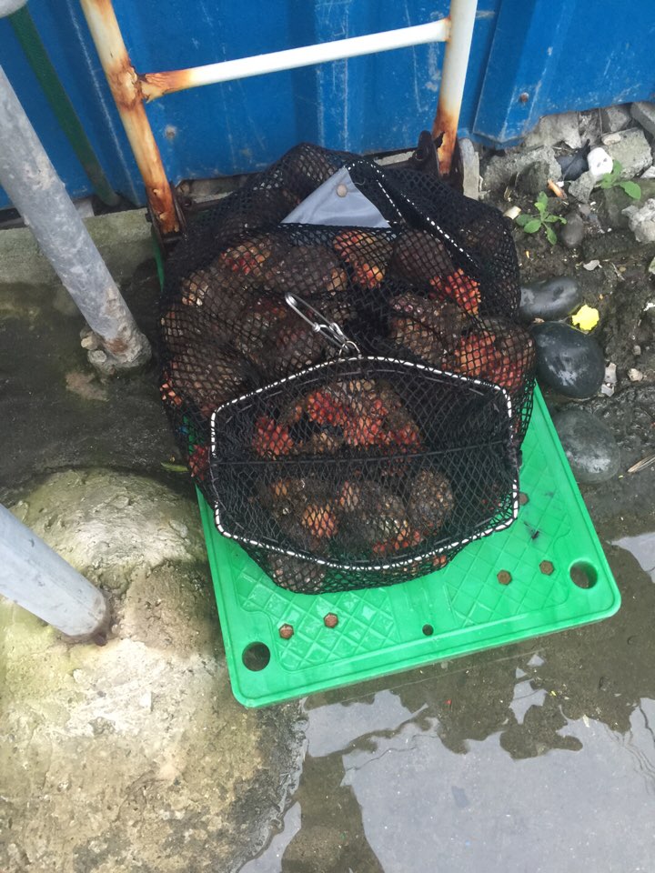 채집다이빙 - 태종대 감지해변 - 자갈마당