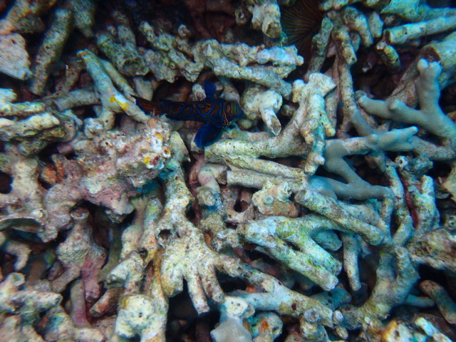 만다린!!!! - 필리핀 말라파스쿠아 - Light House(라이트 하우스)